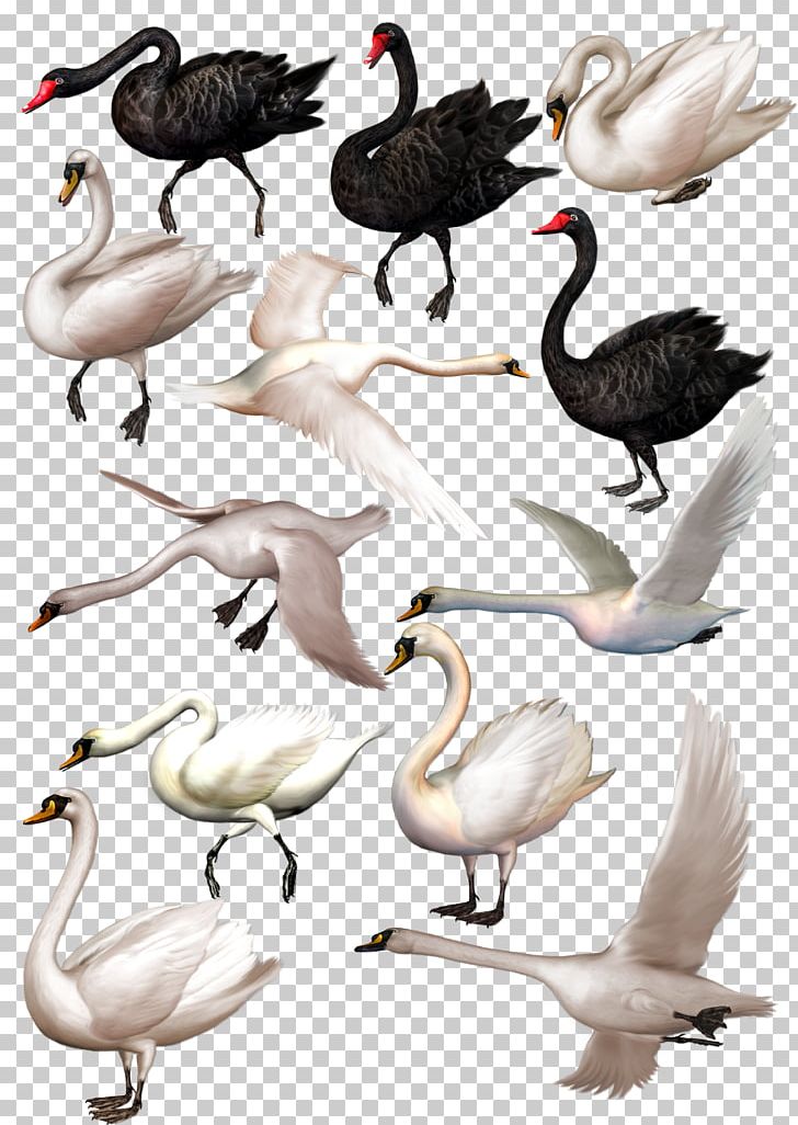 Black Swan PNG, Clipart, Album Cover, Album Design, Animals, Bird, Black Free PNG Download