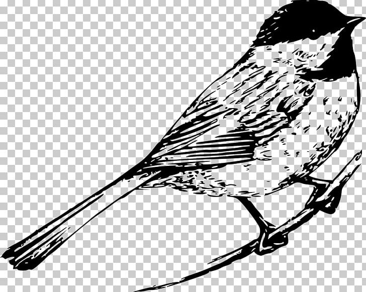 Drawing Birds Drawing Birds Black And White PNG, Clipart, Animals, Art, Artwork, Beak, Bird Free PNG Download