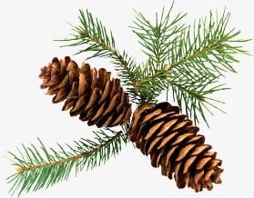 Tree Branch Pine Cone PNG, Clipart, Branch Clipart, Branches, Cartoon, Cone Clipart, Pine Clipart Free PNG Download