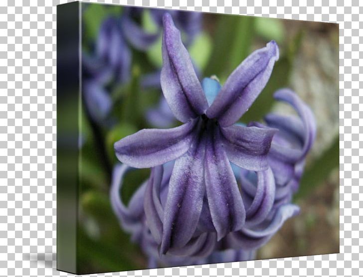 Bellflower Hyacinth Herbaceous Plant PNG, Clipart, Bellflower, Bellflower Family, Flora, Flower, Flowering Plant Free PNG Download