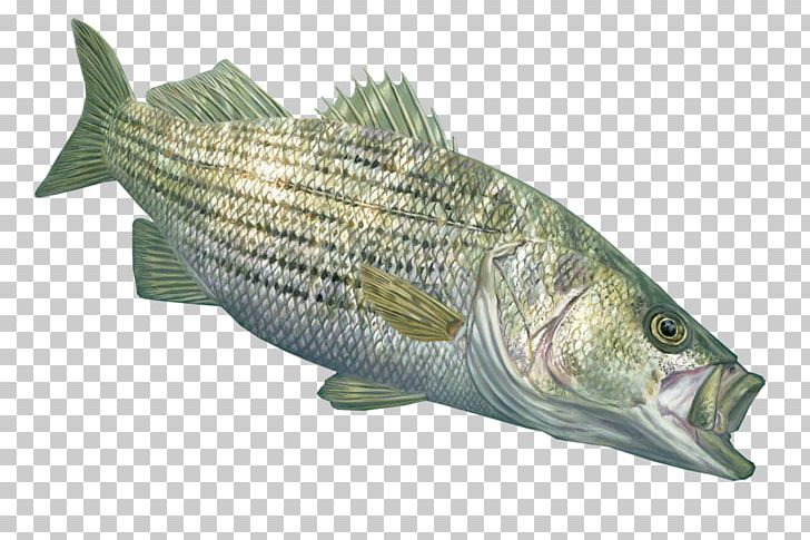 Tilapia Striped Bass Fishing Decal PNG, Clipart, Animal Source Foods, Barramundi, Bass, Bass Fishing, Bony Fish Free PNG Download