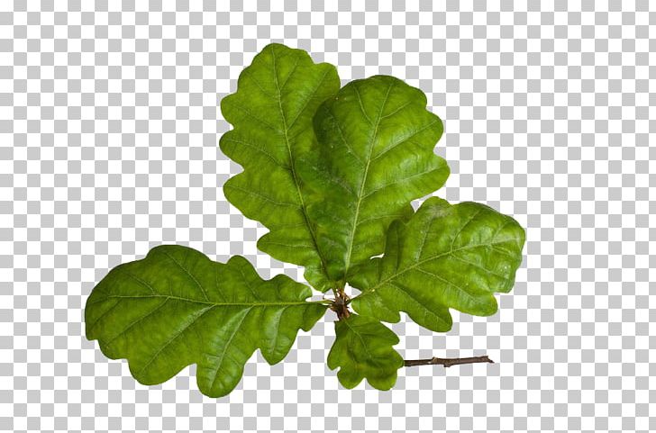 Acorn Oak Stock Photography PNG, Clipart, Acorn, Agence Photographique, Alamy, Autumn Leaves, Banana Leaves Free PNG Download