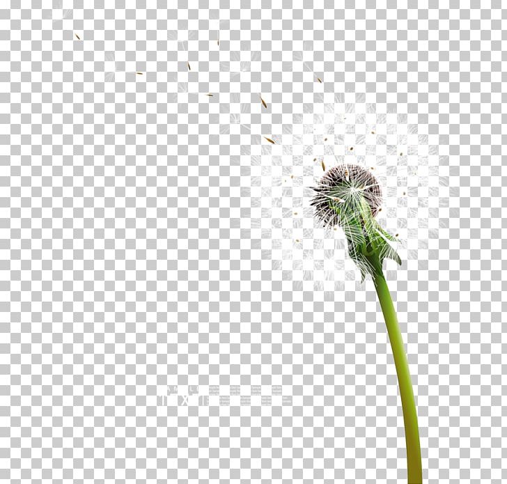 Common Dandelion Computer Icons PNG, Clipart, Blow, Common Dandelion, Computer Icons, Dandelion, Desktop Wallpaper Free PNG Download
