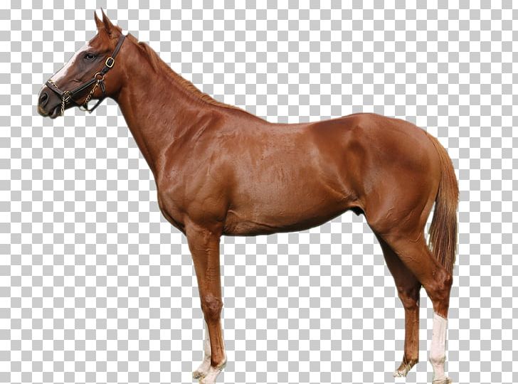 Stallion Soviet Heavy Draft Russian Heavy Draft Vladimir Heavy Draft Thoroughbred PNG, Clipart, Breed, Bridle, Colt, Dutch Warmblood, Equestrian Free PNG Download