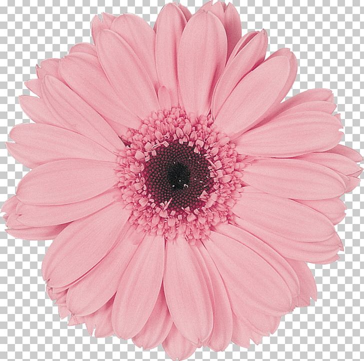 Transvaal Daisy Cut Flowers Wholesale Assortment Strategies PNG, Clipart, Assortment Strategies, Color, Colours Of Nature, Common Daisy, Cut Flowers Free PNG Download