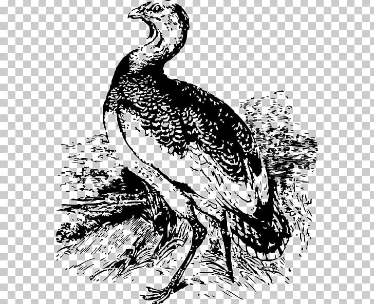 Bird Great Bustard Drawing Vertebrate PNG, Clipart, Animals, Art, Beak, Bird, Black And White Free PNG Download