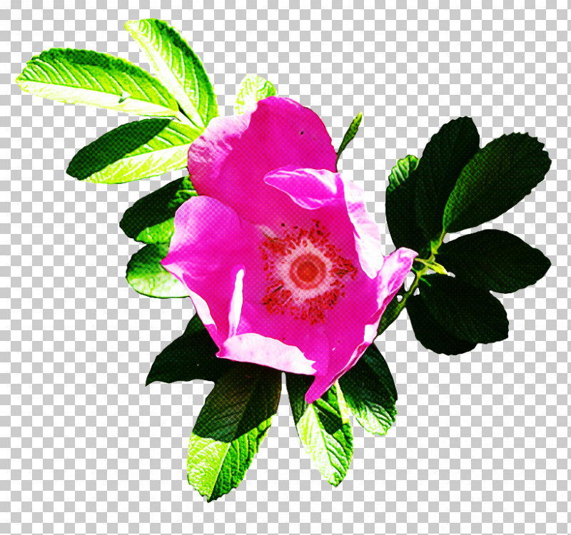 Rose PNG, Clipart, Branch, Flower, Impatiens, Petal, Pink Free PNG Download