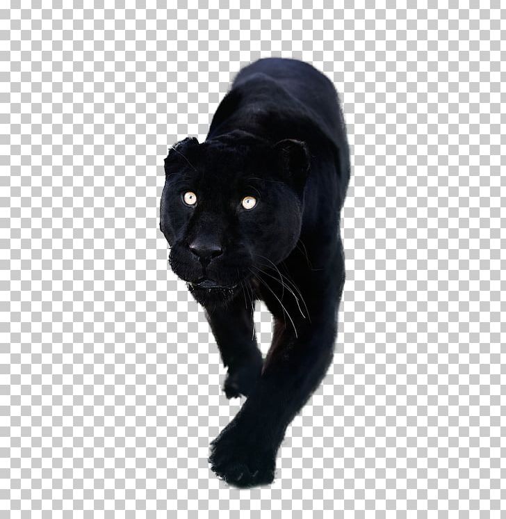 Black Panther Lion Leopard YouTube PNG, Clipart, Big Cats, Black, Black Cat, Black Panther, Carnivoran Free PNG Download