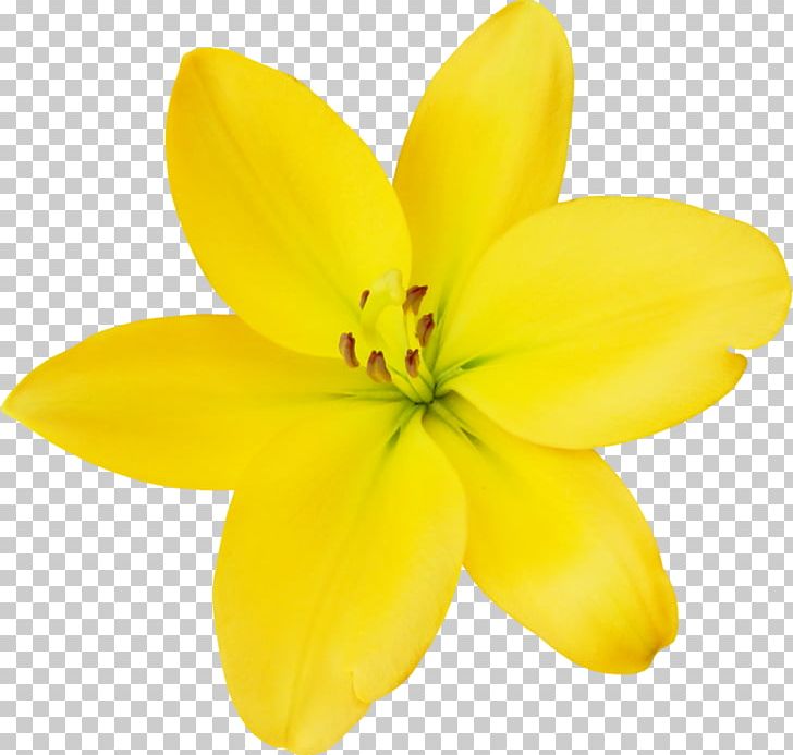 Cut Flowers Petal Herbaceous Plant PNG, Clipart, Cut Flowers, Flower, Flowering Plant, Herbaceous Plant, Lily Free PNG Download