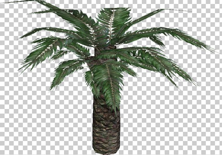 Cycadales Plants Stinking Corpse Lily Date Palm Sago Palm PNG, Clipart, Arecales, Cycad, Cycadales, Cycas, Date Palm Free PNG Download
