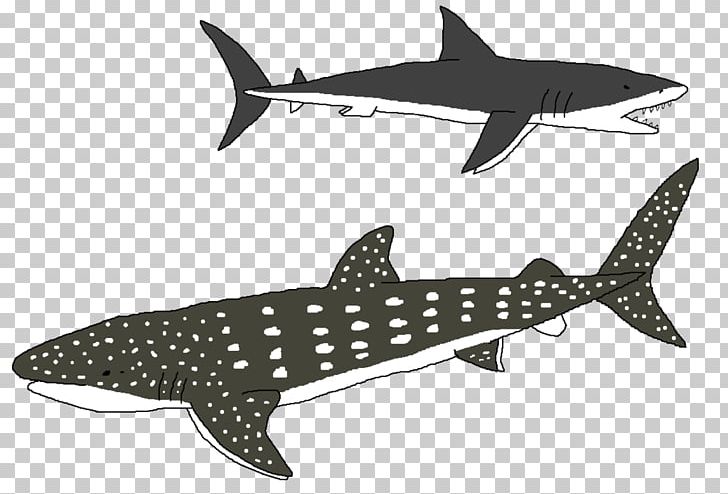 Tiger Shark Squaliform Sharks Requiem Sharks Marine Biology PNG, Clipart, Animals, Biology, Cartilaginous Fish, Fauna, Fin Free PNG Download