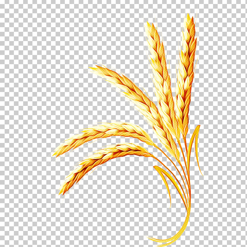 Wheat PNG, Clipart, Elymus Repens, Food Grain, Grass, Grass Family, Plant Free PNG Download