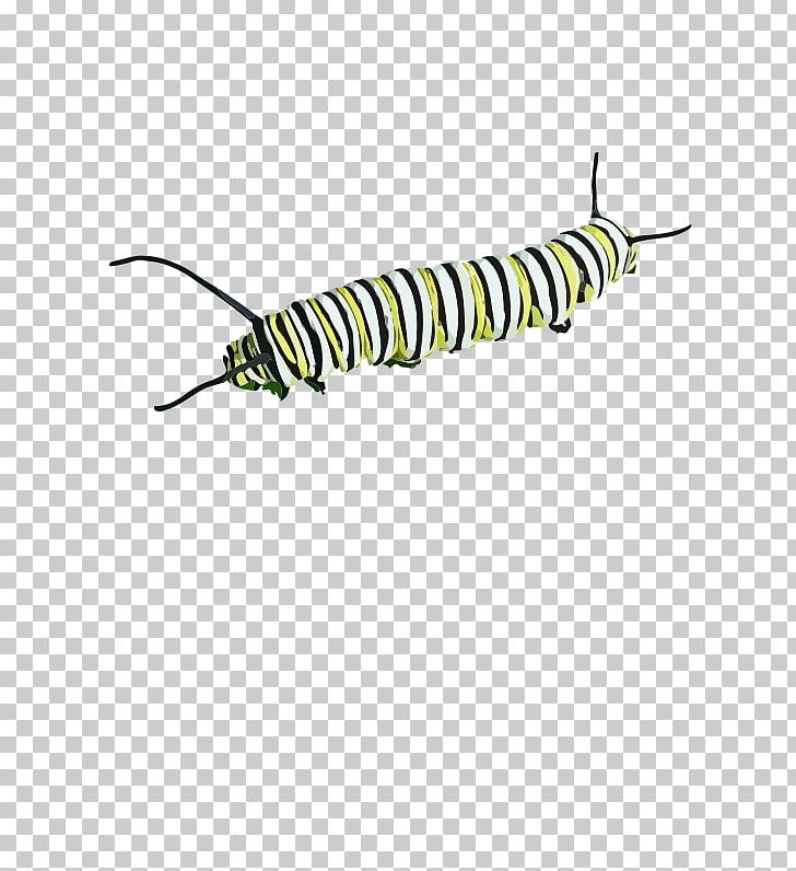 Caterpillar PNG, Clipart, Animals, Anitschkow Cell, Caterpillar, Caterpillar Clipart, Computer Icons Free PNG Download