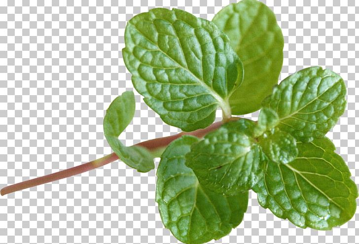 Mentha Spicata Peppermint Water Mint Apple Mint Mentha Longifolia PNG, Clipart, Allium Fistulosum, Apple Mint, Black Pepper, Drinking, Herb Free PNG Download