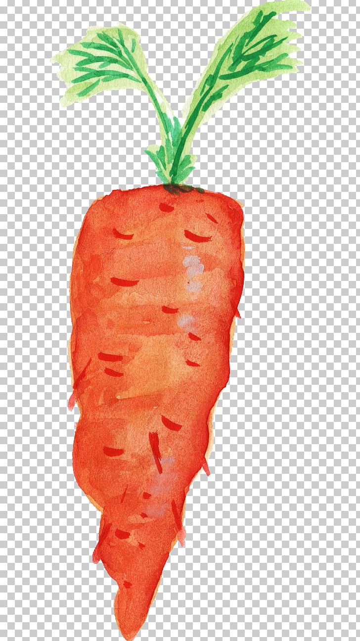 Carrot Organic Food Transparent Watercolor Vegetable PNG, Clipart, Baby Carrot, Carrot, Flowerpot, Food, Fruit Free PNG Download