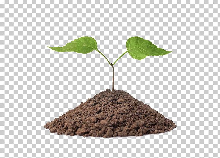 Park City Tree Certified Arborist Earth PNG, Clipart, Arborist, Certified Arborist, Earth, Fertilisation, Health Free PNG Download