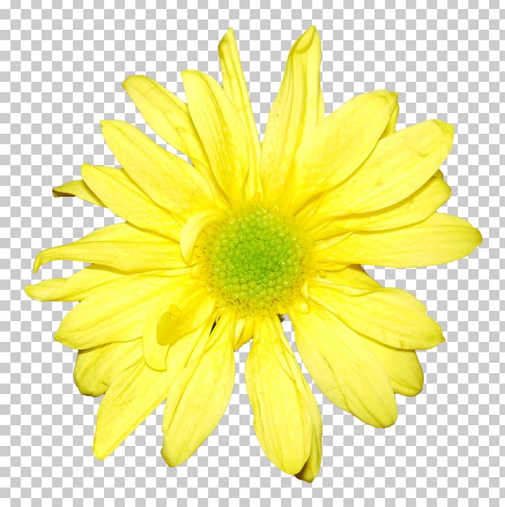 Yellow Flower Chrysanthemum Orange White PNG, Clipart, Chrysanthemum, Chrysanths, Color, Common Daisy, Cut Flowers Free PNG Download