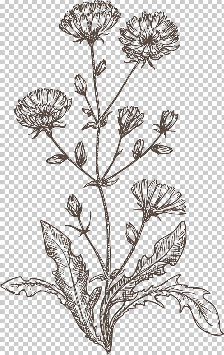 Chicory Line PNG, Clipart, Black And White, Branch, Chicory, Cut Flowers, Drawing Free PNG Download