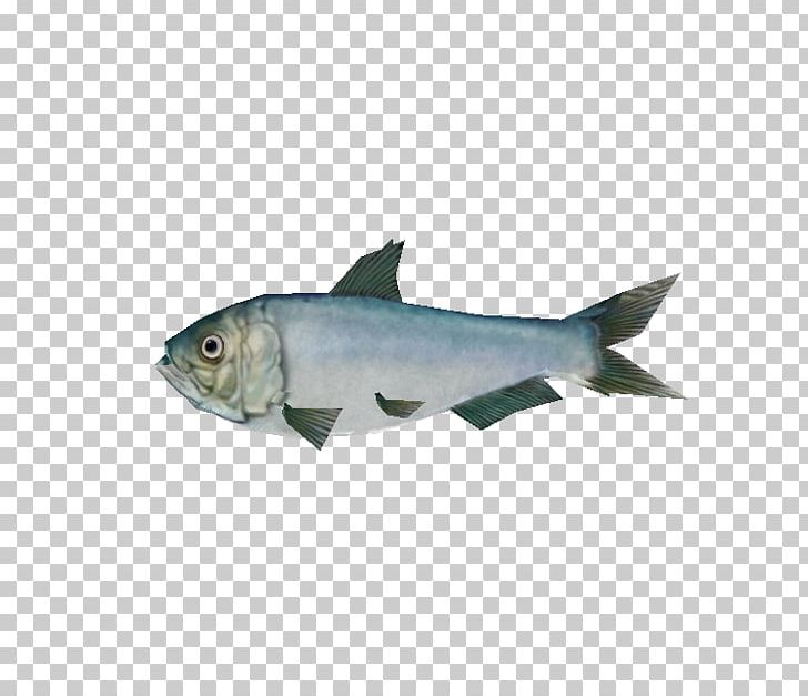Milkfish Cod Oily Fish Marine Biology Fauna PNG, Clipart, Animals, Biology, Cod, Fauna, Fin Free PNG Download
