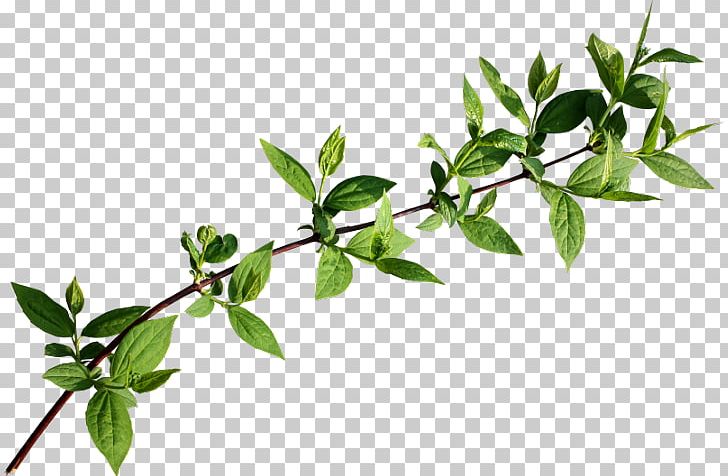 Twig Branch Leaf Chaga Mushroom Follaje PNG, Clipart, Branch, Follaje, Fungus, Gimp, Herb Free PNG Download