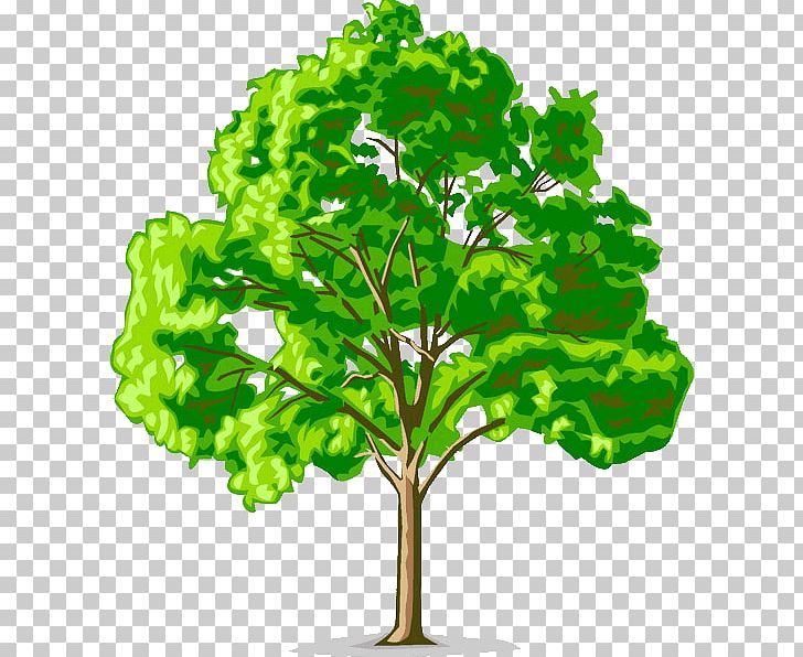 American Elm Tree Cedar Elm Open PNG, Clipart, American Sycamore, Branch, Elm, Elm Leaf Beetle, Leaf Free PNG Download