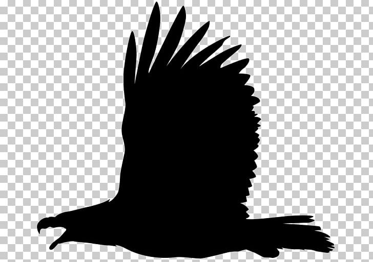 Bald Eagle Bird Philippine Eagle PNG, Clipart, Animals, Art, Bald Eagle, Beak, Bird Free PNG Download