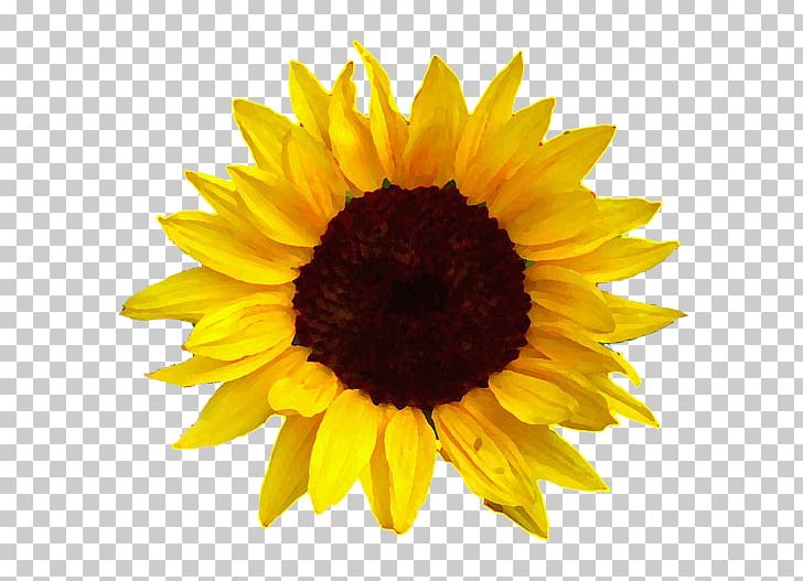 Common Sunflower Sunflower Oil PNG, Clipart, Common Sunflower, Computer Icons, Daisy Family, Desktop Wallpaper, Encapsulated Postscript Free PNG Download