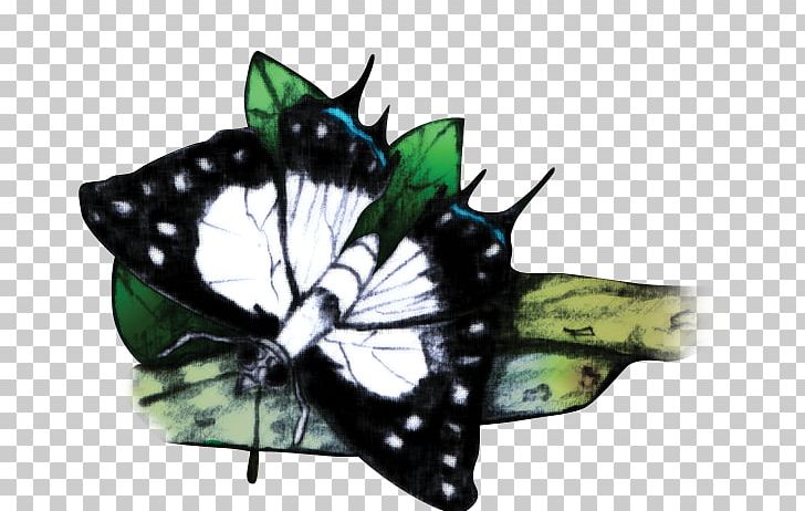 Monarch Butterfly Fijian Archipelago Moth Fijian Swallowtail PNG, Clipart, Archipelago, Arthropod, Brush Footed Butterfly, Butterfly, Endemic Free PNG Download