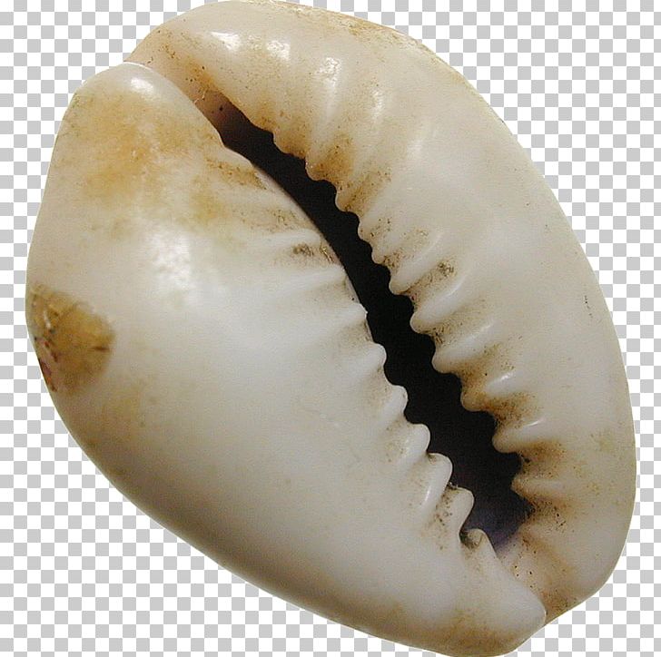Seashell Cowry Monetaria Moneta Shell Money Coin PNG, Clipart, Ancient Chinese Coinage, Animals, Barter, Cockle, Coin Free PNG Download