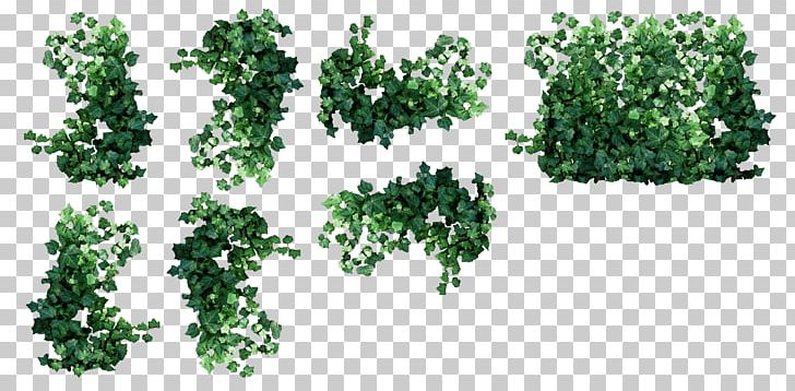 Vine Ivy Plant PNG, Clipart, Clip Art, Computer Icons, Drawing, Food Drinks, Grass Free PNG Download