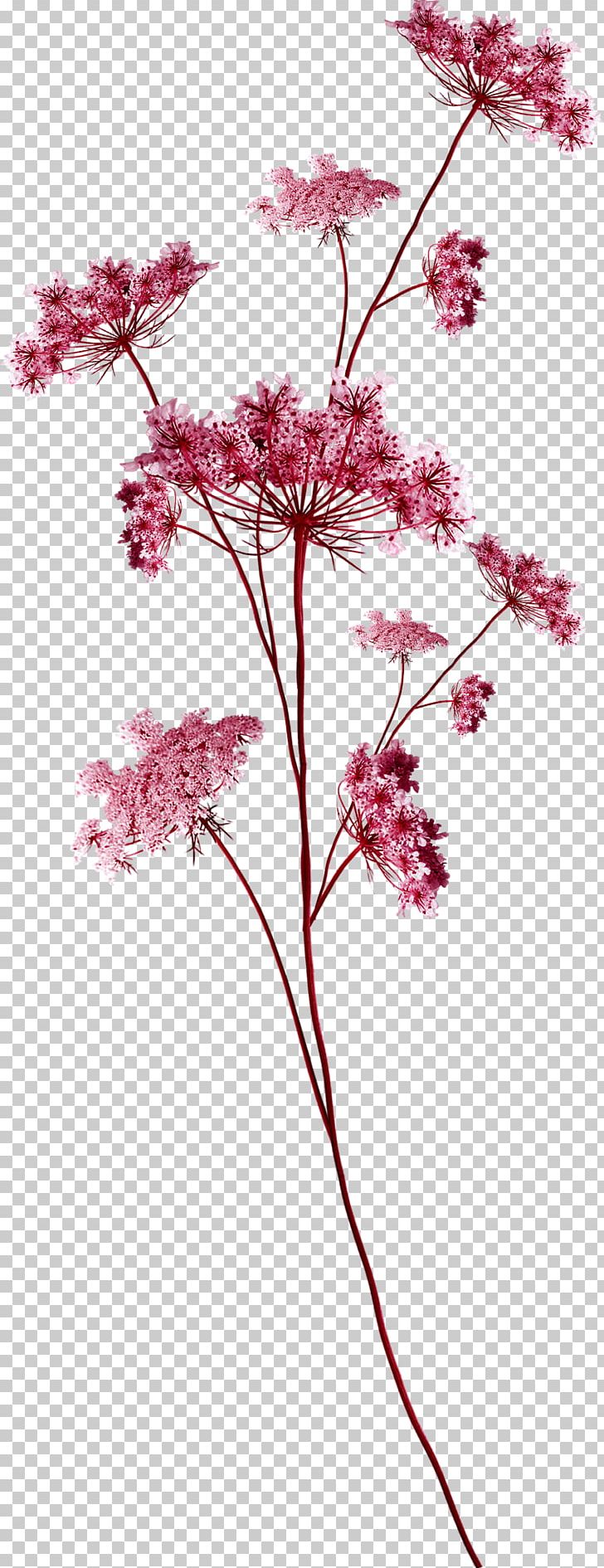 Cut Flowers Petal Portable Network Graphics Leaf PNG, Clipart, Blossom, Branch, Bud, Cherry Blossom, Cut Flowers Free PNG Download