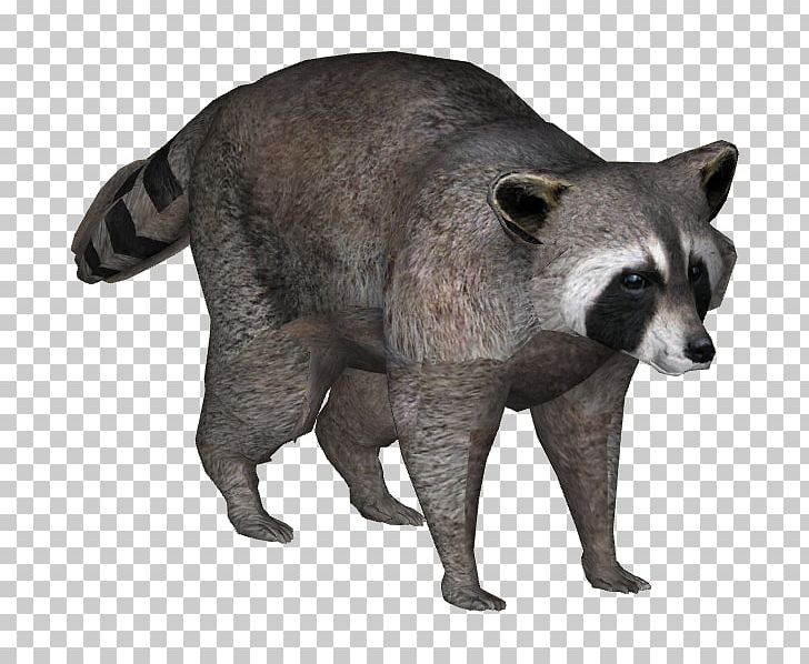 Viverrids Raccoon Fur Procyon Terrestrial Animal PNG, Clipart, Animal, Animal Figure, Carnivoran, Fauna, Fur Free PNG Download