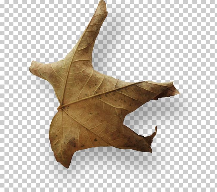 Leaf PNG, Clipart, Leaf, Wither Free PNG Download