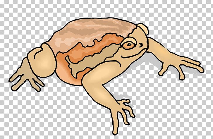 Toad PNG, Clipart, Animal, Art, Artwork, Blog, Cartoon Free PNG Download