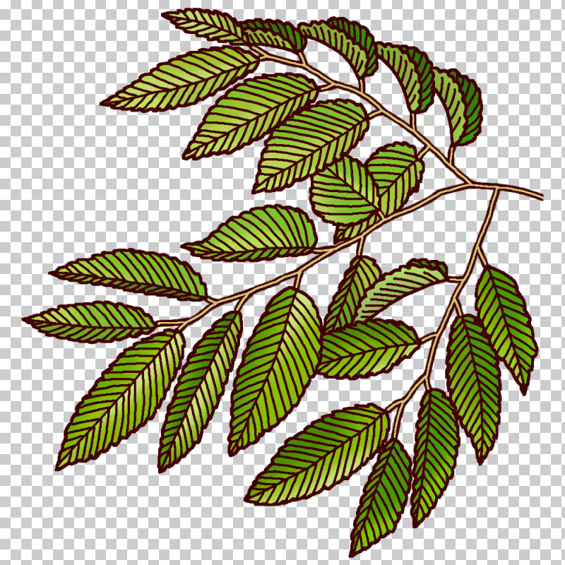 Branch Plant Stem Leaf Pattern Flower PNG, Clipart, Biology, Branch, Flower, Leaf, Plants Free PNG Download