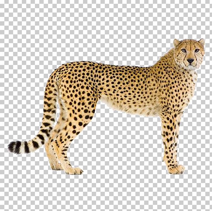 Cheetah Leopard Cougar Stock Photography PNG, Clipart, Animal, Animal Figure, Animals, Big Cats, Carnivoran Free PNG Download