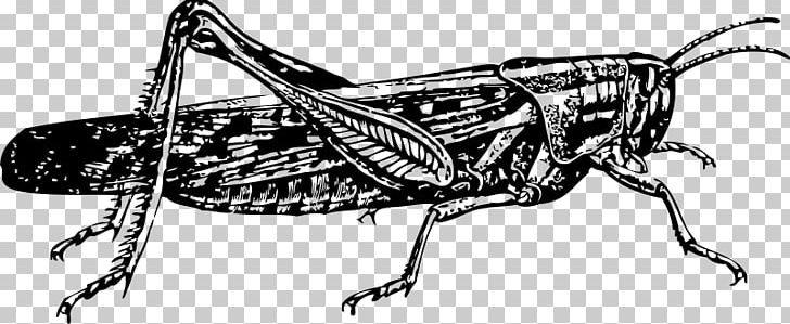 Locust Insect PNG, Clipart, Arthropod, Artwork, Black And White, Computer Icons, Cricket Free PNG Download