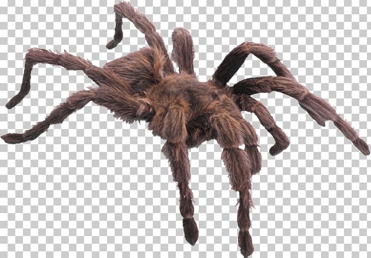 Spider PNG, Clipart, Amazing Spiders, Arachnid, Arthropod, Computer Icons, Eight Legs Free PNG Download