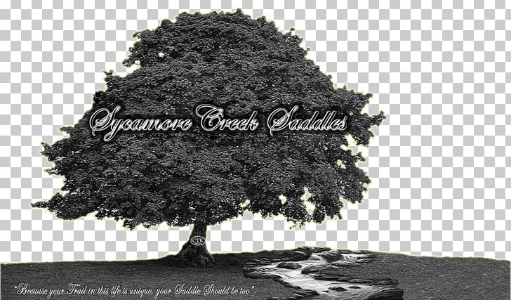 American Sycamore Shade Tree Sycamore Maple Deciduous PNG, Clipart, American Sycamore, Bark, Black And White, Deciduous, Elm Free PNG Download