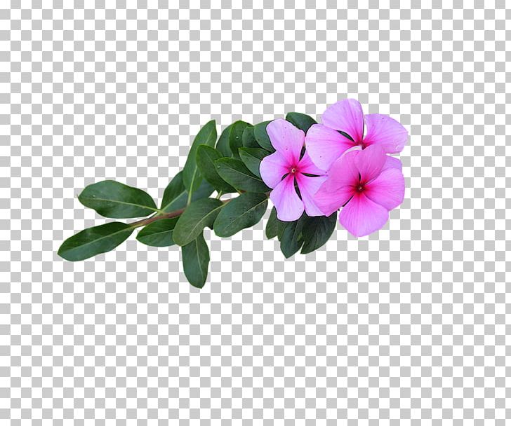 Flower Petal Desktop PNG, Clipart, Annual Plant, Child, Computer Icons, Desktop Wallpaper, Flower Free PNG Download