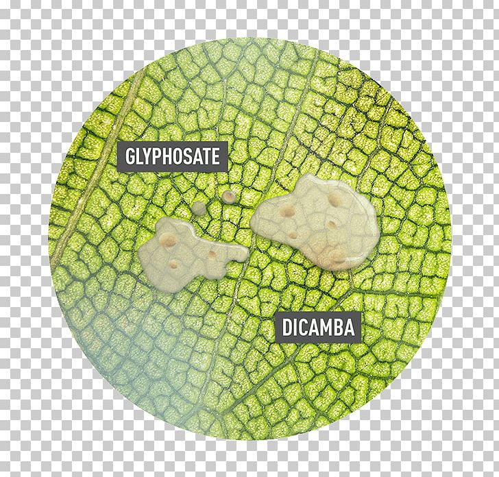 Herbicide Glyphosate Genetically Modified Soybean Weed Control PNG, Clipart, Alfalfa, Crop, Dicamba, Genetically Modified Soybean, Glyphosate Free PNG Download