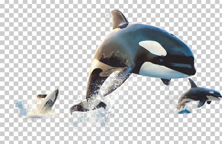 Home Cinema Video Projector Light-emitting Diode HDMI PNG, Clipart, 3d Film, Animals, Beak, Black, Cute Dolphin Free PNG Download