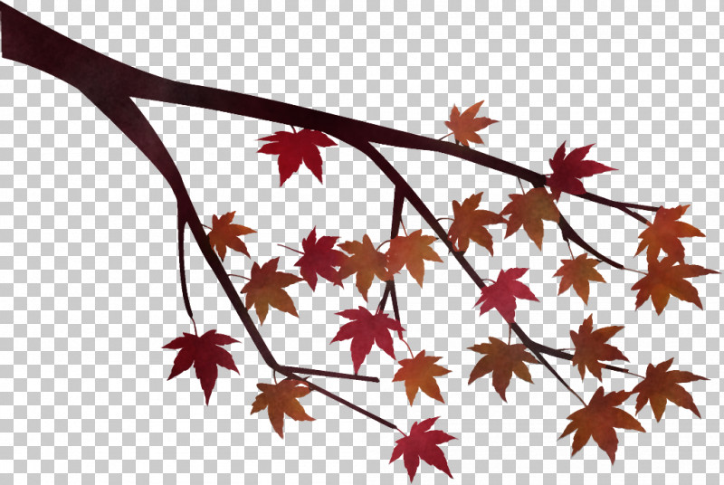 Maple Tree Branch Maple Tree Autumn PNG, Clipart, Autumn, Black Maple, Branch, Deciduous, Flower Free PNG Download