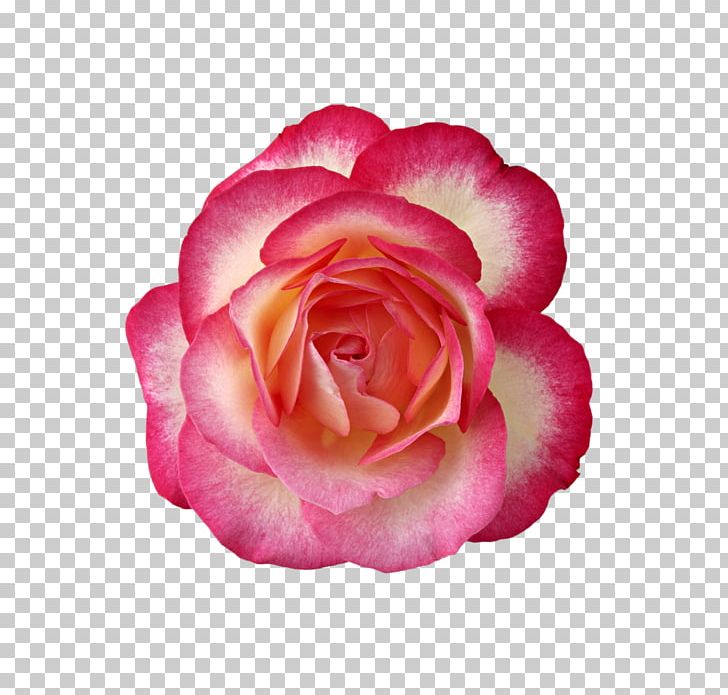 Rose Rosa ‘Cubana’ PNG, Clipart, China Rose, Color, Encapsulated Postscript, Floribunda, Flower Free PNG Download