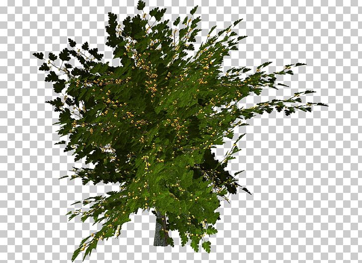 Treelet Shrub PNG, Clipart, Blog, Branch, Garden Roses, Leaf, Lilac Free PNG Download