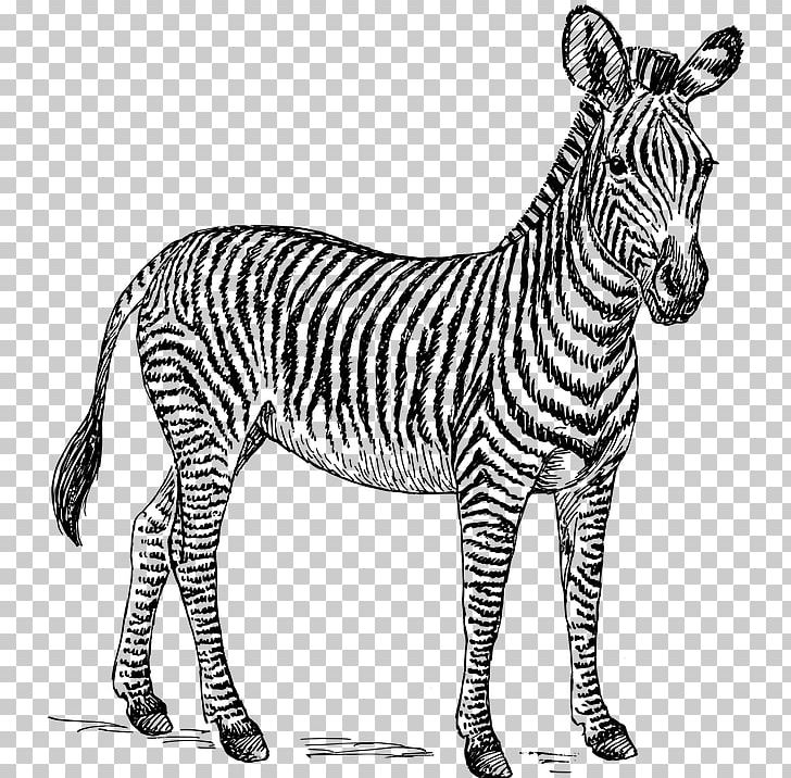 Zebra Drawing Zorse PNG, Clipart, Animals, Art, Big Cats, Black And White, Donkey Free PNG Download