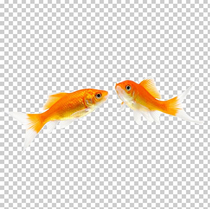 Fantail Fish Pet Stock Photography PNG, Clipart, Alamy, Aquarium, Belly, Bony Fish, Fantail Free PNG Download