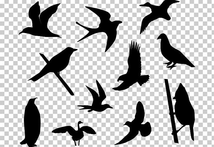 Hummingbird Lovebird PNG, Clipart, Beak, Bird, Bird Flight, Black And White, Drawing Free PNG Download