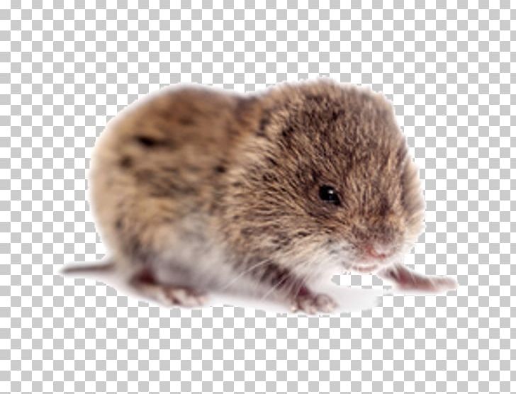 Rodent Rat Common Vole PNG, Clipart, Animals, Bank Vole, Common Vole, Dormouse, Fauna Free PNG Download