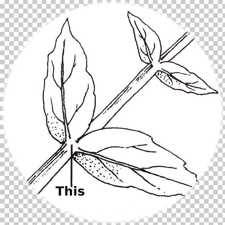 Twig /m/02csf Line Art Leaf Graphics PNG, Clipart, Angle, Area, Artwork, Black And White, Branch Free PNG Download